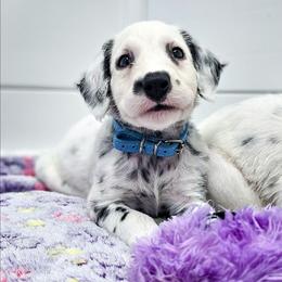 Akela, LUA, full hearing - White and black male Dalmatian puppy in Gray, Georgia from Fuller Spots