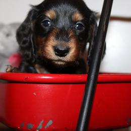 Boy 3 - Black and tan male Dachshund puppy in Craig, Colorado from Rocky Mountain Shih Tzus and Dry Creek Miniature Dachshunds
