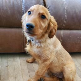 Gauthier's Jim - Golden Retriever