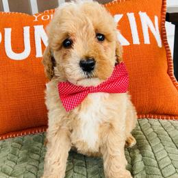 Gunner - Apricot male Goldendoodle puppy in Auburn, Indiana from Martin’s Doodles