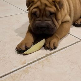 Chinese Shar-Pei Puppies from Sunspire Shar-Pei
