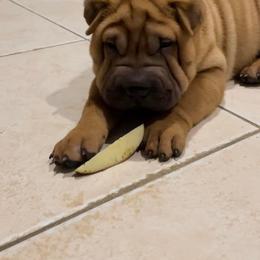 Chinese Shar-Pei Puppies from Sunspire Shar-Pei