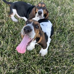 Basset Hound Puppies from TopCrop Bassets