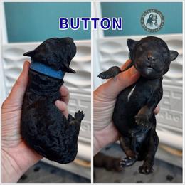 Button - Phantom male Bernedoodle puppy in Banner Elk, North Carolina from Walnut Tree Bernedoodles