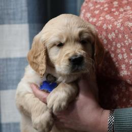 Shep - Golden male Golden Retriever puppy in Payette, Idaho from Stonewick Retrievers