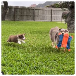 Miniature Australian Shepherd All Grown Up from Tashaschmidt24@gmail.com