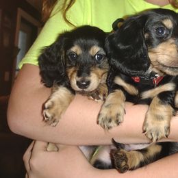 Dachshund Puppies from Katrina's Dachshunds