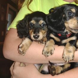 Dachshund Puppies from Katrina's Dachshunds