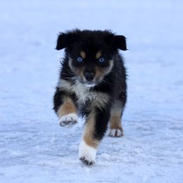Australian Shepherd, Miniature American Shepherd, Miniature Australian Shepherd, and Toy Australian Shepherd Puppies from Painted Blue Aussies