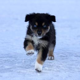 Australian Shepherd, Miniature American Shepherd, Miniature Australian Shepherd, and Toy Australian Shepherd Puppies from Painted Blue Aussies