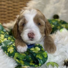 Marshall Dillon - Caramel Australian Labradoodle puppy in Duck River, Tennessee from Sunday Doodles