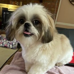 Shih Tzus from Rocky Ridge Kennels