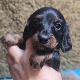 Thumper - Black and tan male Dachshund puppy in Bigfork, Minnesota from Long Ears and Long Dogs Ranch