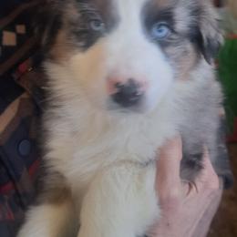 Boy 3 - Blue merle male Australian Shepherd puppy in Bowler, Wisconsin from Stice's Australian Shepherds