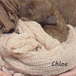 Chloe - Red female Labradoodle puppy in Clinton, Ohio from P&L Doodles