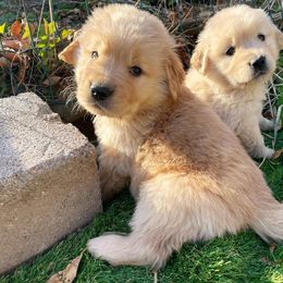 Boy 5 - Golden Retriever puppy in Newport, Pennsylvania from Liberty Golden Retrievers