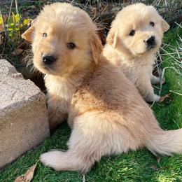 Boy 5 - Golden Retriever puppy in Newport, Pennsylvania from Liberty Golden Retrievers