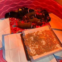 Doberman Pinscher Puppies from Jensen Dobermans
