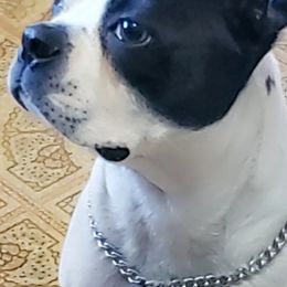 Boston Terriers from Raven Guzik's Boston Terriers