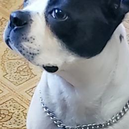 Boston Terriers from Raven Guzik's Boston Terriers