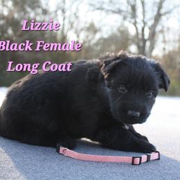 Lizzie - Black female German Shepherd puppy in Ratcliff, Arkansas from Ridgeline Shepherds