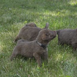 Chesapeake Bay Retriever Puppies from Twin Oak's Chesapeakes