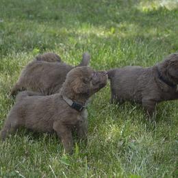 Chesapeake Bay Retriever Puppies from Twin Oak's Chesapeakes