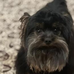 Yorkshire Terriers from Loving Laps (Yorkies raised right )