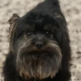 Yorkshire Terriers from Loving Laps (Yorkies raised right )