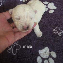 Emma's Male - White male West Highland White Terrier puppy in Mayo, Florida from Carrot Tails LLC