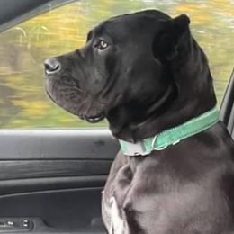 Cane Corso from Ironside Cane Corso