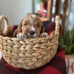 Boy 1 - Apricot male Goldendoodle puppy in Washington, Illinois from Lola Bear Goldendoodles