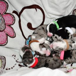 Miniature Australian Shepherd Puppies from B my Sunshines Mini Aussies