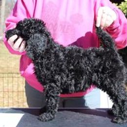 Girl 4 - Poodle puppy in Howard County, Maryland from Sarsel Poodles