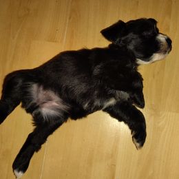 Mitsuki (black) - Black female Miniature Schnauzer puppy in Florida from Central Florida Schnauzers