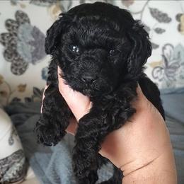 Lola - Toy Poodle Raised in Home - Black female Poodle puppy in Falcon, Missouri from Cedar House Heritage Poodles | AKC Toy & Miniature Poodle Puppies Raised in Home