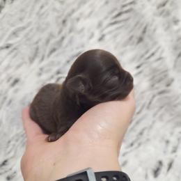 Solid chocolate boy, white markings - Chocolate male Chihuahua puppy in Richmond, Virginia from Breens