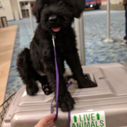 Giant Schnauzer Puppies from Riesenschnauzers von Reh Bach