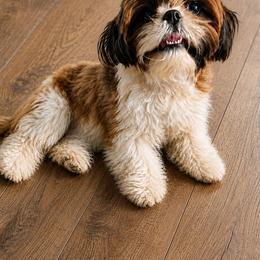 Sophie - Shih Tzu