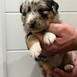 Tia - Blue merle female Australian Shepherd puppy in Collinston, Utah from Corbridge Aussies