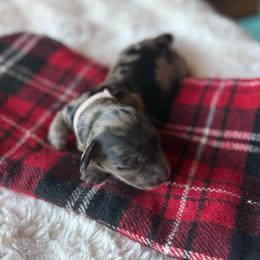 Coco - Dapple female Dachshund puppy in Wrightwood, California from Twinkle Dachs