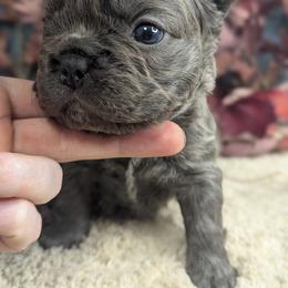 French Bulldog Puppies from Upstate Champion Kennels