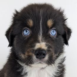 Chase - Black tri-color male Australian Shepherd puppy in Garland, Maine from MilkyWay Aussies with Tails