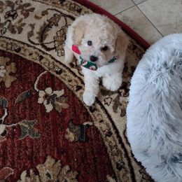 Poodle Puppies from Champion Poodles