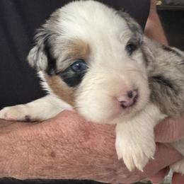 Girl 2 - female Australian Shepherd puppy in California, Kentucky from R and B Aussies