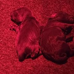 Girl 2 - Liver female Boykin Spaniel puppy in Piedmont, South Carolina from Melissa's Boykins