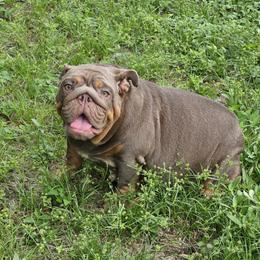 Baby girl - Bulldog