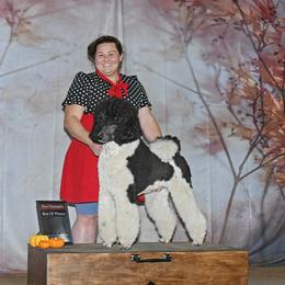 Flash Accomplished Adult Standard Poodle Available for Guardian Home - Parti male Poodle puppy in Springfield, Oregon from Valaurah Farms