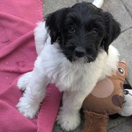 Juliet - Parti female Double Doodle puppy in Chula Vista, California from South Bay Double Doodles