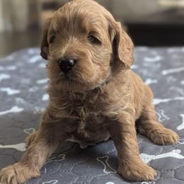Blue collar - Cream male Goldendoodle puppy in Connecticut from Valley View Doodles
